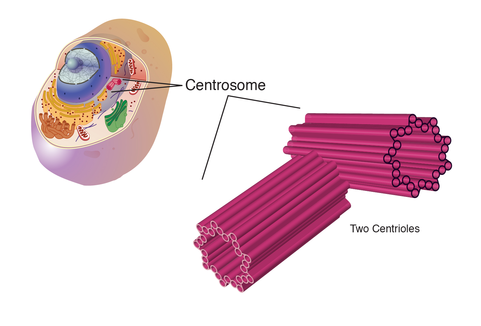 Центриоли в клетке